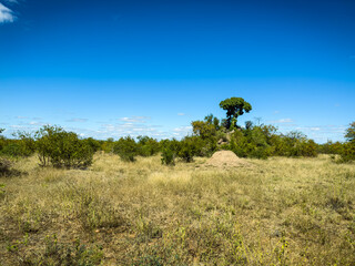 Dry savannah grass with green trees as autumn comes to the Kruger Park, South Africa.