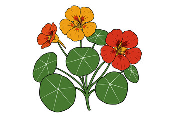 Nasturtium Illustration. This image shows a colorful nasturtium plant with vibrant flowers and round leaves. Vector illustration design.