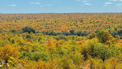 Autumn in the Kruger park, South Africa. The trees and bush start to turn yellow and orange at the start of autumn.