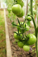 Tomatoes ripening on the vine inside a greenhouse. Organic farming and home gardening ensure a fresh, pesticide-free harvest for a healthy lifestyle