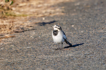 可愛いハクセキレイ（セキレイ科）
英名学名：Pied Wagtail (Motacilla alba, family of wagtails)
栃木県栃木市渡良瀬遊水地-2024
