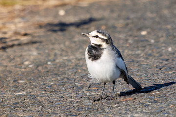 可愛いハクセキレイ（セキレイ科）
英名学名：Pied Wagtail (Motacilla alba, family of wagtails)
栃木県栃木市渡良瀬遊水地-2024
