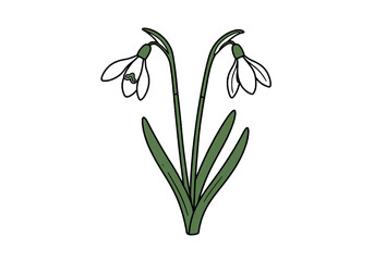 Fototapeta premium Snowdrop Illustration. This image shows a snowdrop flower with two blossoms and green leaves. Vector illustration design.