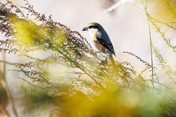 獲物を探す美しいモズ（モズ科）
英名学名：Bull-headed shrike (Lanius bucephalus, family comprising shrike) 
栃木県栃木市渡良瀬遊水地-2024
