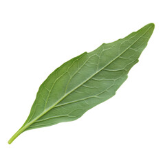 Obraz premium Stevia Leaf Macro Shot on transparent background.