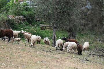 Troupeau de moutons à la campagne