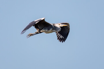 飛翔する美しいアオサギ（サギ科）
英名学名：Grey Heron (Ardea cinerea)
神奈川県清川村早戸川林道2025年
