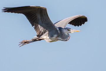 飛翔する美しいアオサギ（サギ科）
英名学名：Grey Heron (Ardea cinerea)
神奈川県清川村早戸川林道2025年
