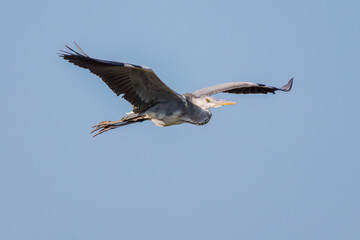 飛翔する美しいアオサギ（サギ科）
英名学名：Grey Heron (Ardea cinerea)
神奈川県清川村早戸川林道2025年
