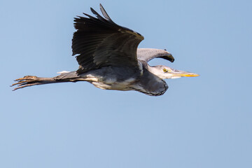 飛翔する美しいアオサギ（サギ科）
英名学名：Grey Heron (Ardea cinerea)
神奈川県清川村早戸川林道2025年
