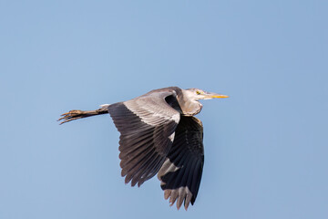 飛翔する美しいアオサギ（サギ科）
英名学名：Grey Heron (Ardea cinerea)
神奈川県清川村早戸川林道2025年
