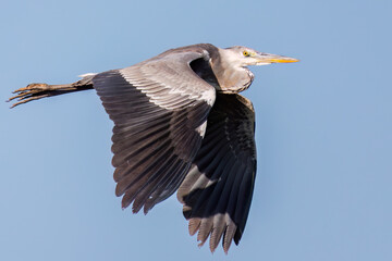 飛翔する美しいアオサギ（サギ科）
英名学名：Grey Heron (Ardea cinerea)
神奈川県清川村早戸川林道2025年
