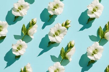 Fototapeta premium White Flowers Bloom Brightly on Blue