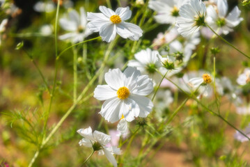 Amazing and beautiful of cosmos flower field landscape.background