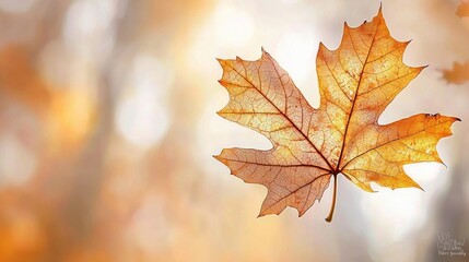 Stunning Macro Photography of an Autumn Leaf Captured by the Talented Elena Van Derberg for Nature Lovers