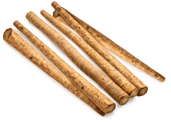 Gobo Root or Burdock Root an Asian culinary herb on white background, Burdock root for Japanese cooking isolate on white with clipping path