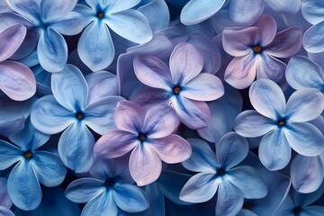 Blue Flowers Bloom Close Up View
