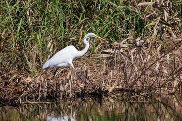 美しいダイサギ（サギ科）
英名学名：Great Egret (Ardea alba)
栃木県栃木市渡良瀬遊水地-2024
