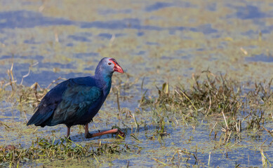 Grey-headed swamphen (Porphyrio poliocephalus) perched near water body in forest.