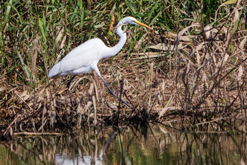美しいダイサギ（サギ科）
英名学名：Great Egret (Ardea alba)
栃木県栃木市渡良瀬遊水地-2024
