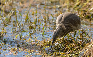 Pond Heron (Ardeola) bird fishing near water body at forest.