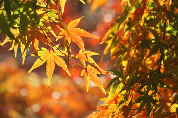 autumn leaves background