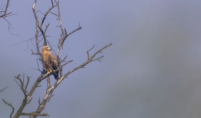 Bonelli's eagle (Aquila fasciata) perching on tree branch at forest.