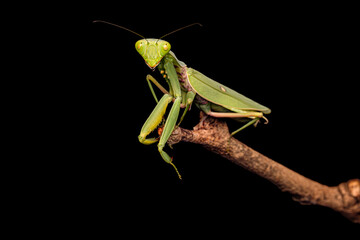 Praying Mantis, Green Insect, Black Backgrond, Selective Focus