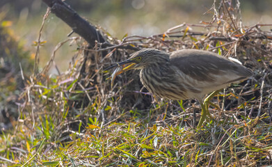 Pond Heron (Ardeola) bird fishing near water body at forest.
