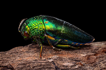 Jewel beetles or metallic wood-boring beetles. emerald green beetle. Selective focus