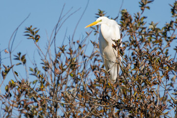 美しいダイサギ（サギ科）
英名学名：Great Egret (Ardea...