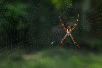 orb-web spider, Spider web, Hunting. Selective Focus.