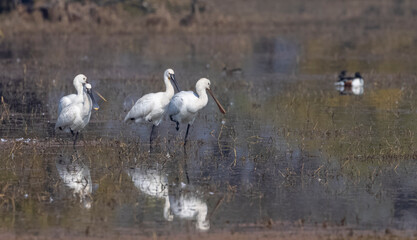 Eurasian Spoonbill (Platalea leucorodia) fishing in water body.