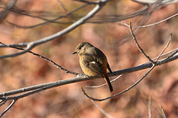 葉っぱを落とした落葉樹の枝にとまった雌のジョウビタキ