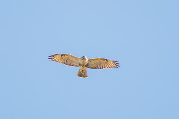 狩りのために葦原を飛翔する美しいノスリ（タカ科）
英名学名：Eastern Buzzard (Buteo japonicus, family comprising hawks)
栃木県栃木市渡良瀬遊水地-2024
