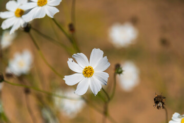 Amazing and beautiful of cosmos flower field landscape.background