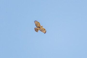 狩りのために葦原を飛翔する美しいノスリ（タカ科）
英名学名：Eastern Buzzard (Buteo japonicus, family comprising hawks)
栃木県栃木市渡良瀬遊水地-2024
