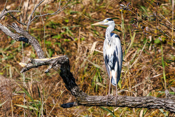 休憩中の美しいアオサギ（サギ科）
英名学名：Grey Heron (Ardea cinerea jouyi, family comprising egrets)
栃木県栃木市渡良瀬遊水地-2024
