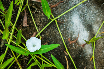 Water spinach plants in the garden