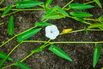 Water spinach plants in the garden