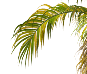 palm Tree Leaves isolated on transparent background. palm tree with green leaves on transparent background. Isolated palm tree on white background. cutout palm tree leaves PNG.  Ravenea hildebrandtii.