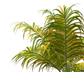 palm Tree Leaves isolated on transparent background. palm tree with green leaves on transparent background. Isolated palm tree on white background. cutout palm tree leaves PNG.  Ravenea hildebrandtii.