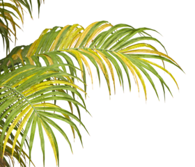 palm Tree Leaves isolated on transparent background. palm tree with green leaves on transparent background. Isolated palm tree on white background. cutout palm tree leaves PNG.  Ravenea hildebrandtii.
