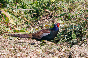 雄の
構造色が美しいニホンキジ（キジ科）
英名学名：Japanese Pheasant (Phasianus versicolor, family comprising Phasianus pheasant)
栃木県栃木市渡良瀬遊水地-2024
