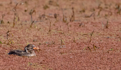 Little grebe (Tachybaptus ruficollis) duck swimming on river.