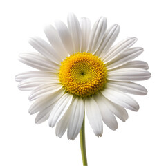 Oxeye daisy isolated on transparent background