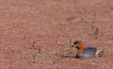 Little grebe (Tachybaptus ruficollis) duck swimming on river.