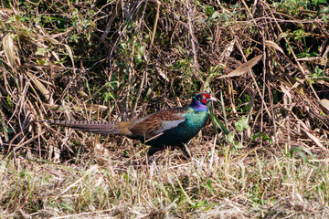 雄の
構造色が美しいニホンキジ（キジ科）
英名学名：Japanese Pheasant (Phasianus versicolor, family comprising Phasianus pheasant)
栃木県栃木市渡良瀬遊水地-2024
