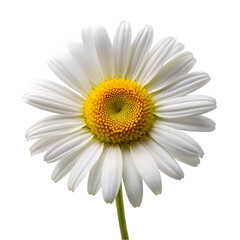 Naklejka premium Oxeye daisy isolated on transparent background
