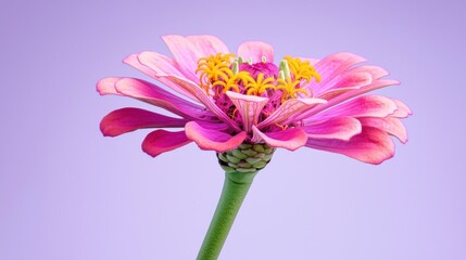 Pink Zinnia Flower Close Up Soft Lighting Purple Background